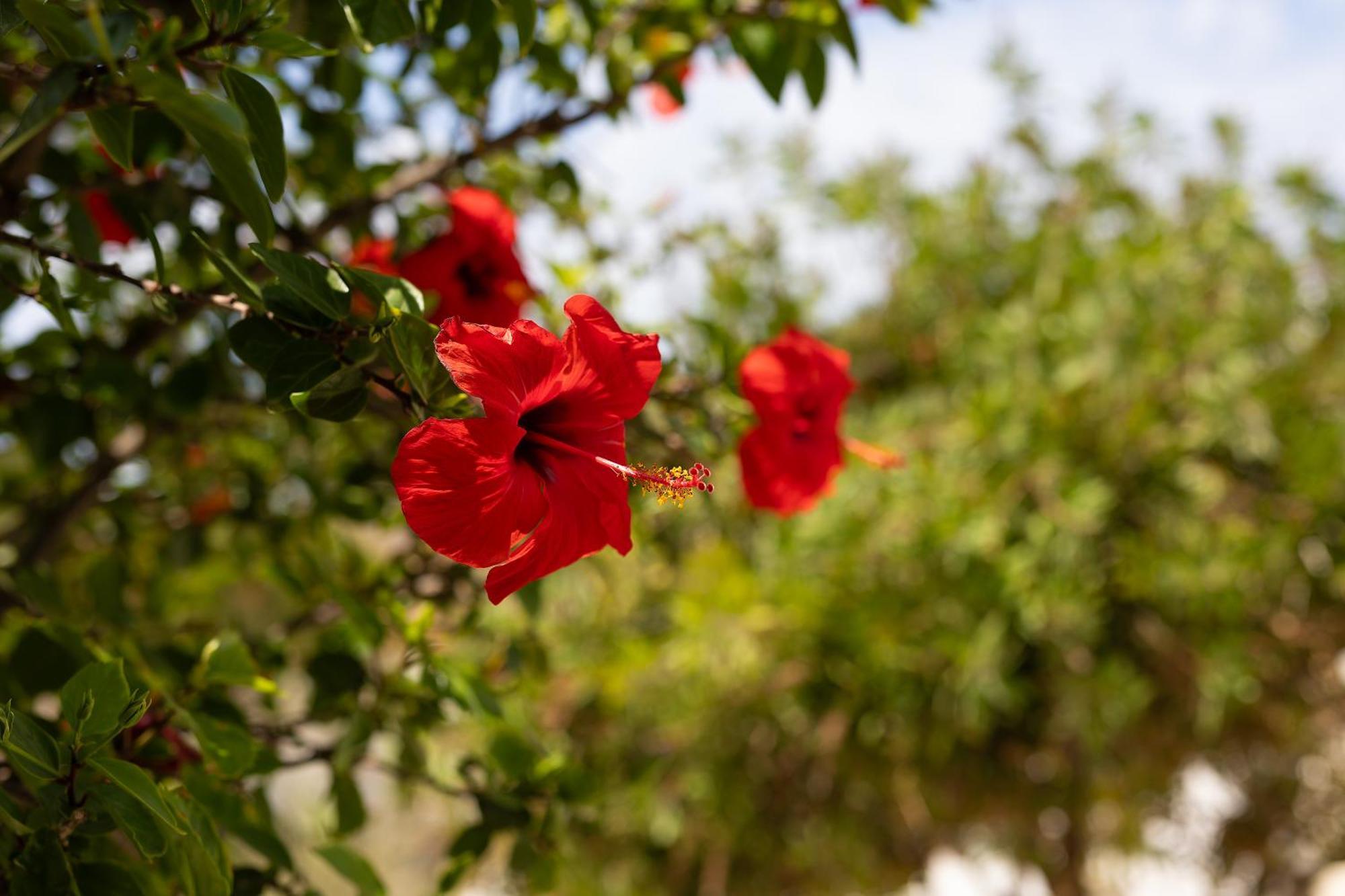 איוס פרוקופיוס Villa Porto Rondo מראה חיצוני תמונה